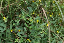 Crotalaria linifolia.jpg