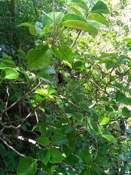 Croton anosiravensis.jpeg