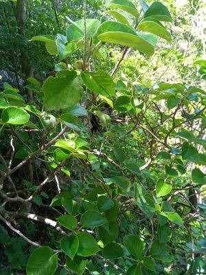 Croton anosiravensis.jpeg