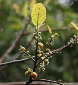 Ficus fulva.jpg