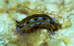 Hypselodoris villafranca.jpg