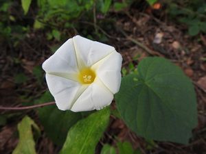 Ipomoea igualensis.JPG