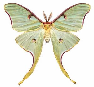 Mariposa luna.jpg