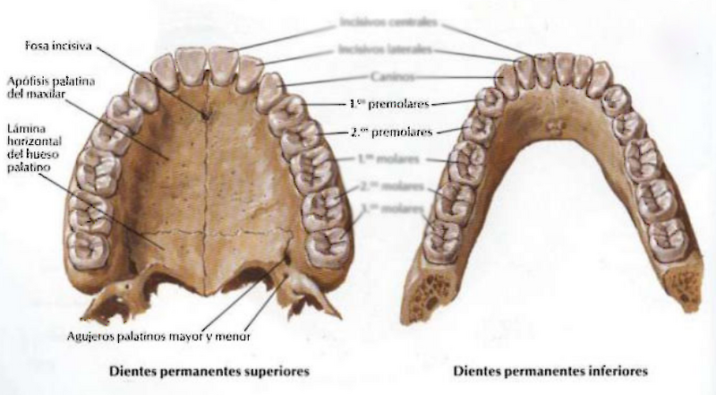 Archivo:Pre molar humano.png
