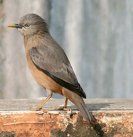 Sturnus malabaricusss.jpg