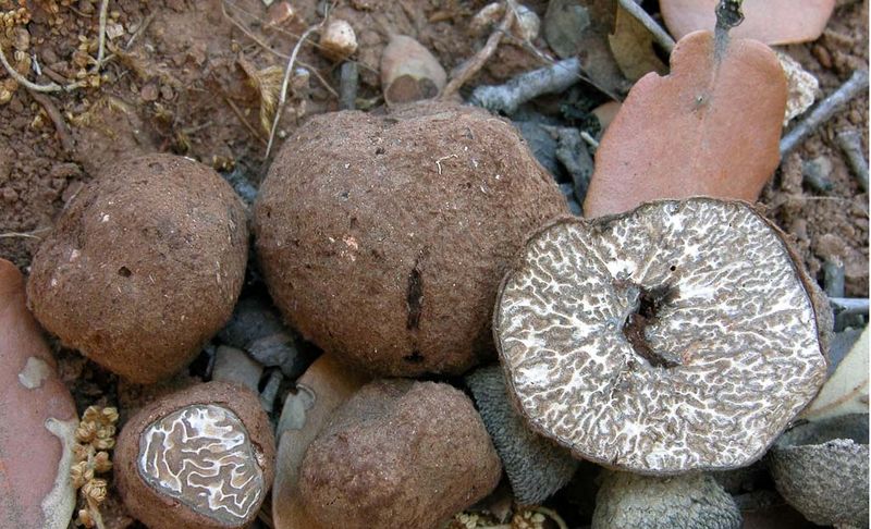 Archivo:Tuber panniferum.jpg