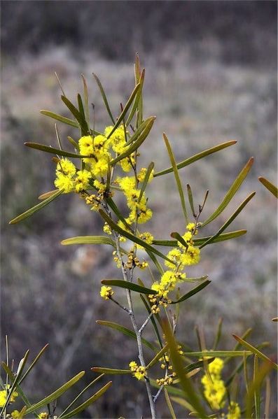 Archivo:Acacia dawsonii 3.jpg