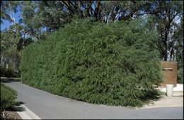 Acacia howittii.jpg