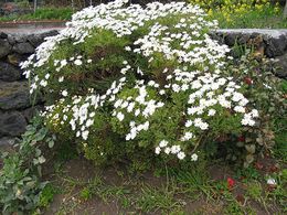 Argyranthemum frutescens.jpg