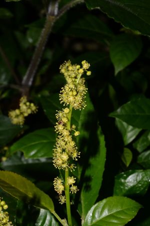 Croton lissophyllus.jpg
