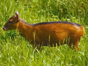 Duiker bayo.jpg