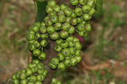 Ficus fistulosa 1.JPG