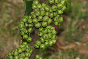 Ficus fistulosa 1.JPG