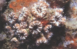 Phyllangia americana.JPG