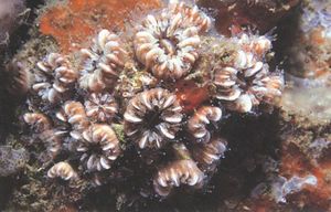 Phyllangia americana.JPG