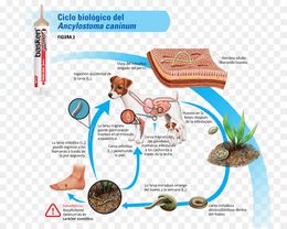Anquilostomiasis canina.jpg