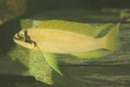 Chalinochromis de Brichard.jpg