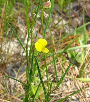 Crotalaria purshii.jpg