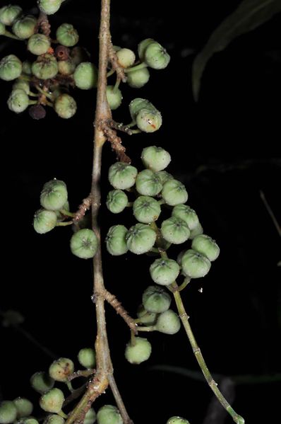 Archivo:Ficus linearifolia.jpg