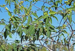 Ficus subpuberula.jpg