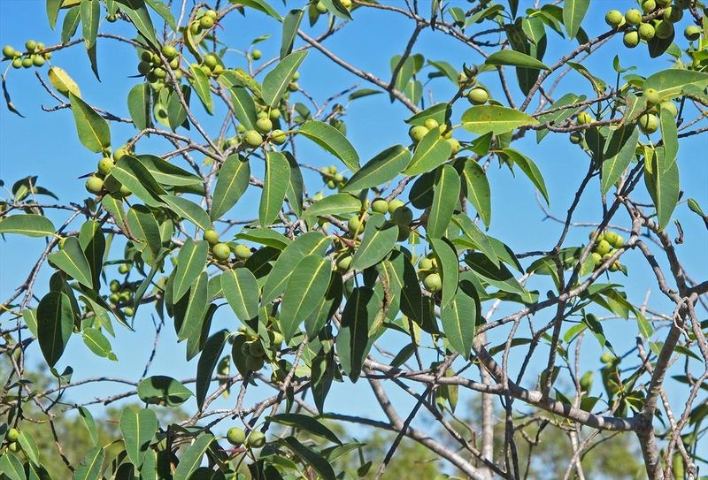 Archivo:Ficus subpuberula.jpg