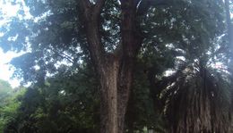 Parapiptadenia.jpg