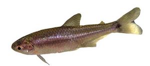 318-Odontostilbe-microcephala-f.jpg