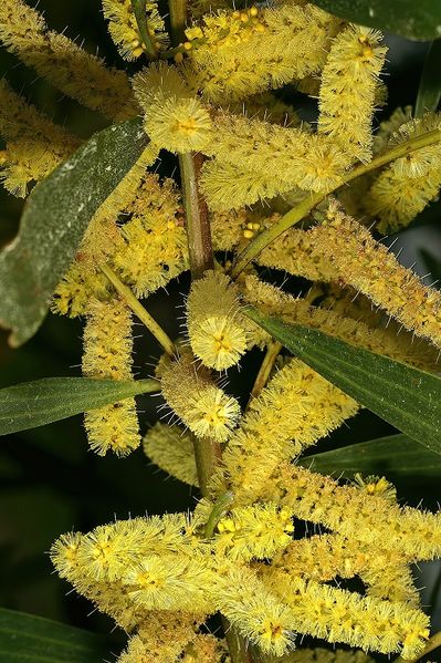 Archivo:Acacia longifolia 4.jpg