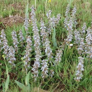 Ajuga ophrydis.jpg