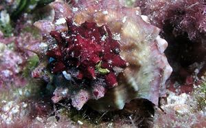 Astraea rugosa.jpg