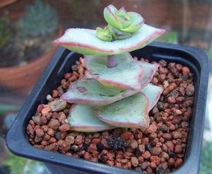 Crassula Perforata-830x623.jpg