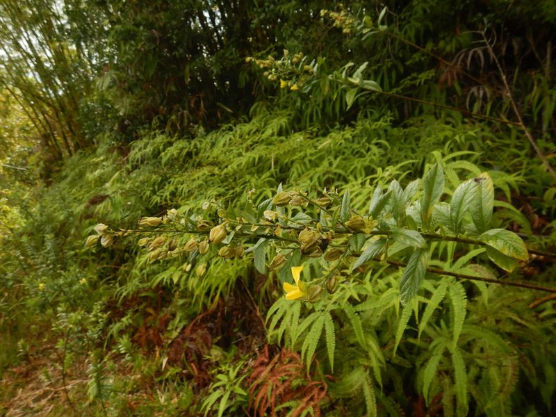 Archivo:Crotalaria berteroana 1.jpg