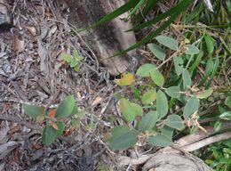 Croton siderophyllus.jpg