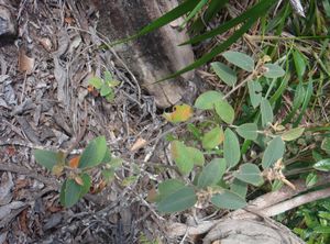 Croton siderophyllus.jpg