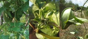 El-Meloncillo-de-naturalista.jpg