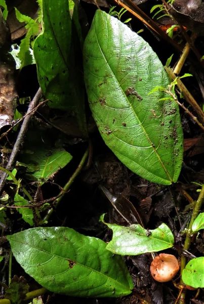 Archivo:Ficus subsidens.jpg