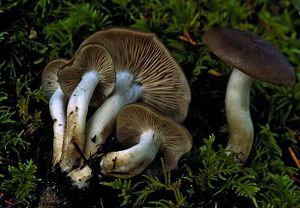 Lyophyllum loricatum.jpg