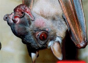 Murcielago-cabeza-martillo-hocico.jpg