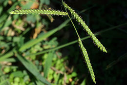 Paspalum dilatatum.JPG