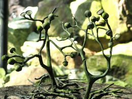 Plantas-extintas-Cooksonia-2.jpg