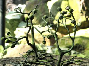 Plantas-extintas-Cooksonia-2.jpg