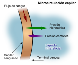 Presión hidrotática capilar.png