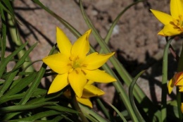 Tulipa celsiana.JPG