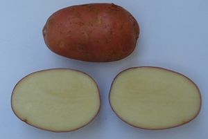 Variedad Cristina.jpg