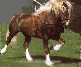 Caballo Jaca Galesa.JPG