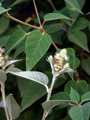 Croton flavispicatus.jpg