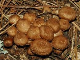 Inocybe calamistrata2 small.jpg