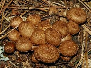 Inocybe calamistrata2 small.jpg