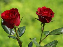 Rosas.jpg