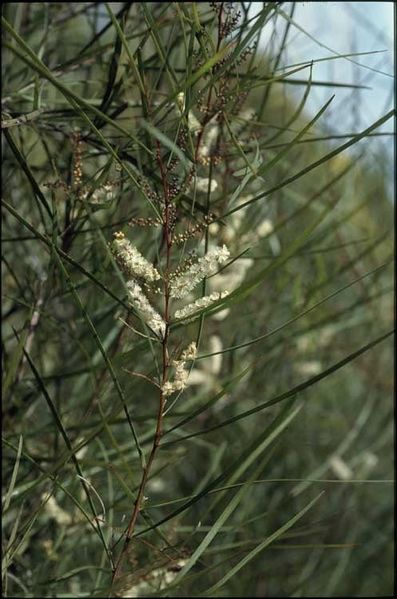 Archivo:Acacia longissima.jpg